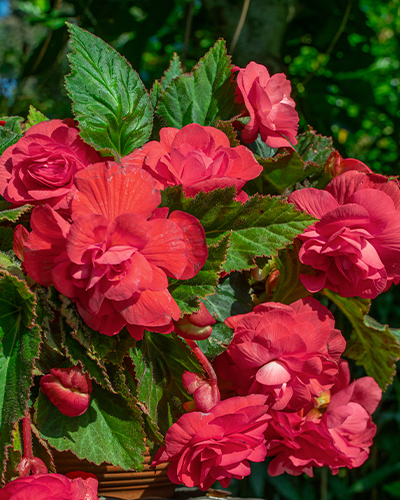 BEGÓNIA PENDULA PINK 25 ks